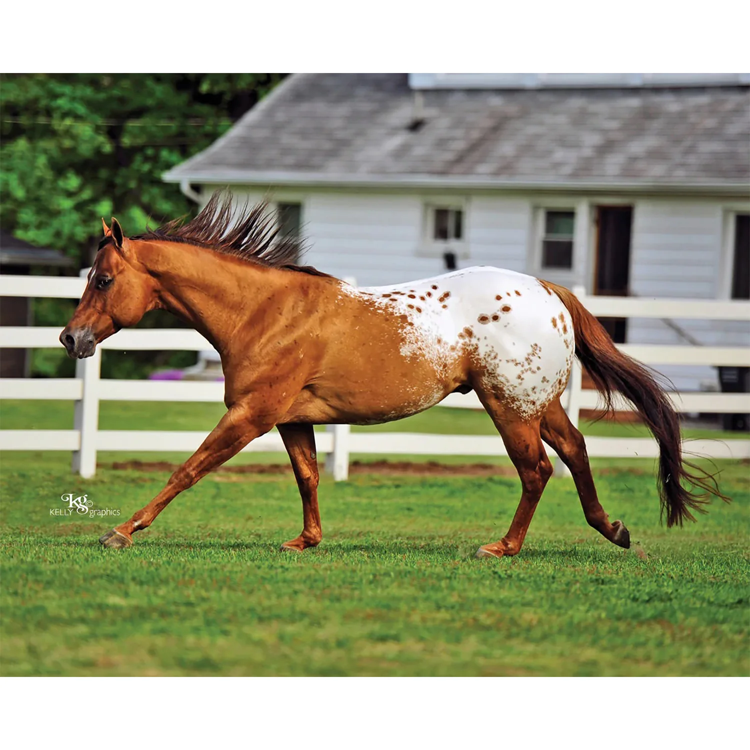 Chocolatey Champion Appaloosa Horse 1842 - Image 5